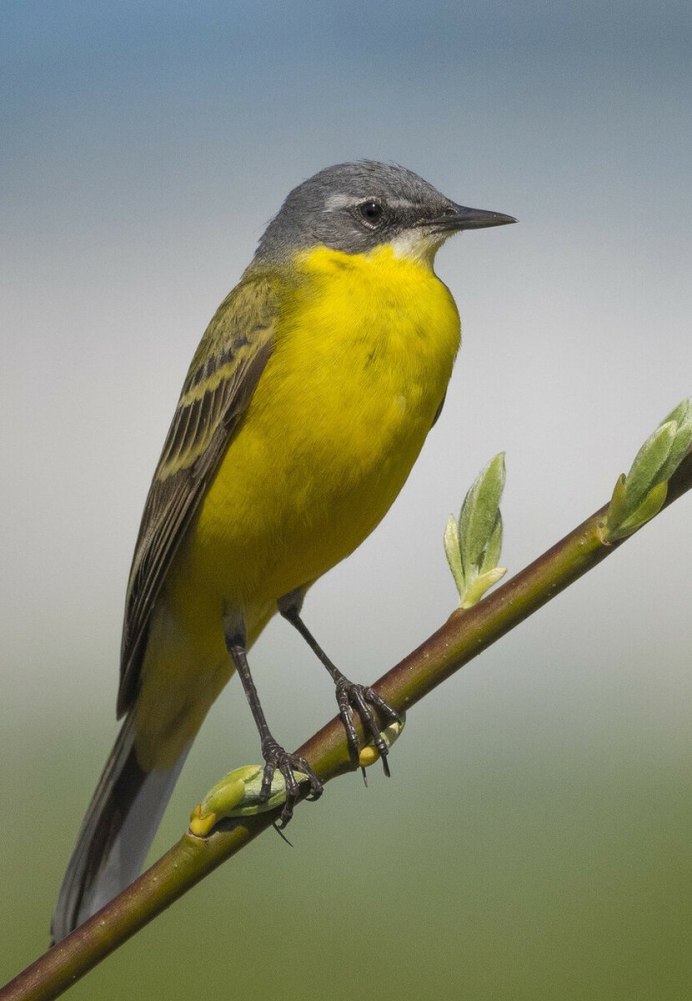 Маленькие зеленые птички