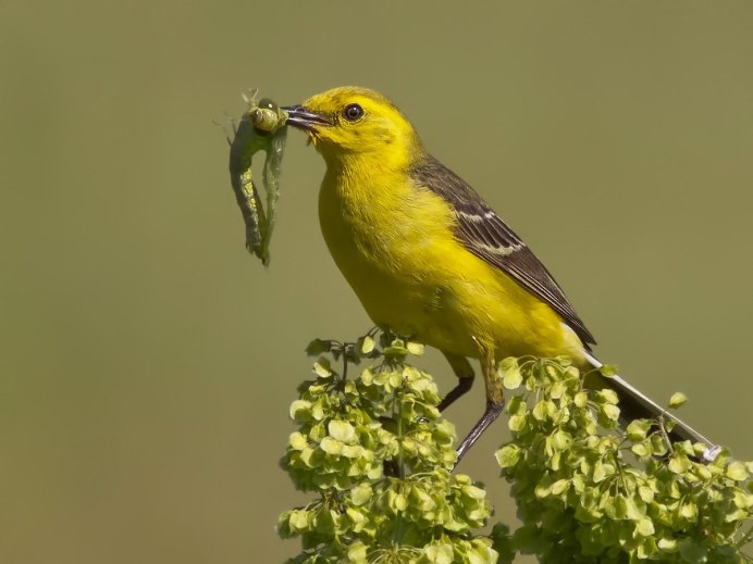 Оранжевый Зяблик