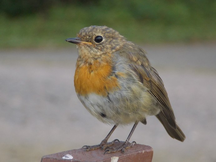 Птичка с жёлтой грудкой название