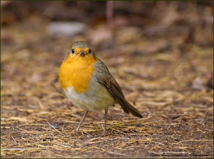 Желтый Робин птица