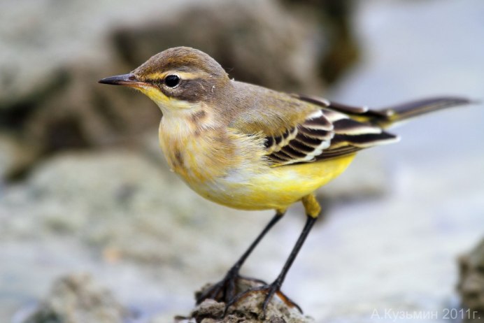 Трясогузка с желтой грудкой