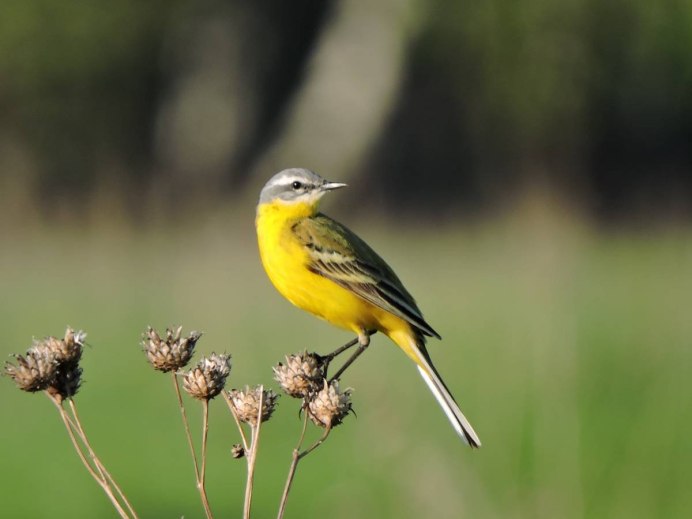 Зеленушка (Chloris Chloris)