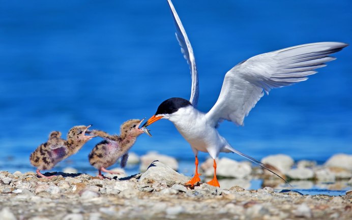 Морская Чайка Larus Marinus great Black-backed Gull