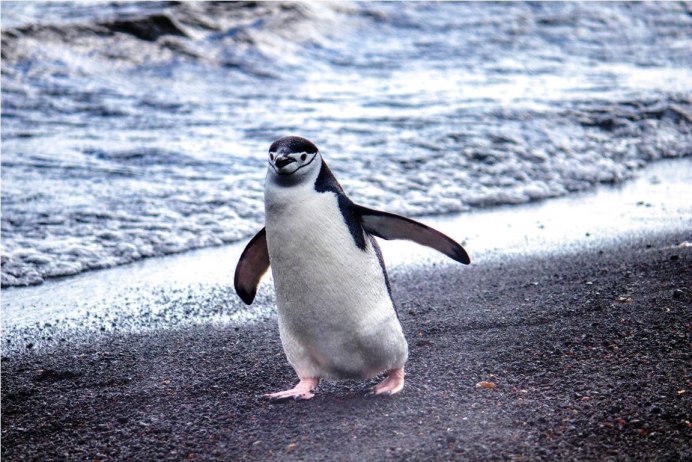 Пингвины Disneynature