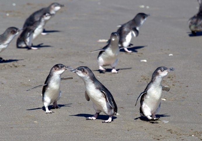 Счастливые пингвины (Seabirds