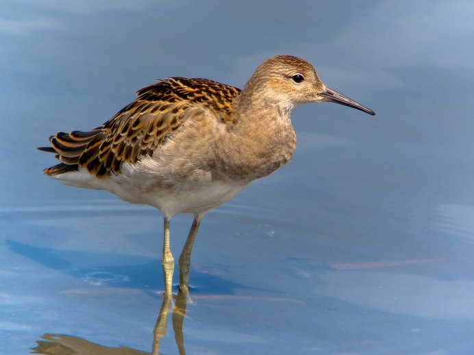 Дупель и Бекас