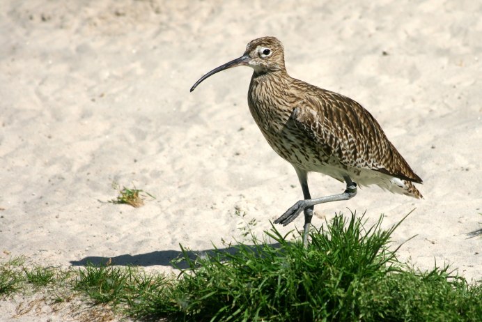 Бекасовидный веретенник