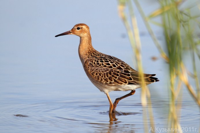 Азиатский Бекас – Gallinago stenura