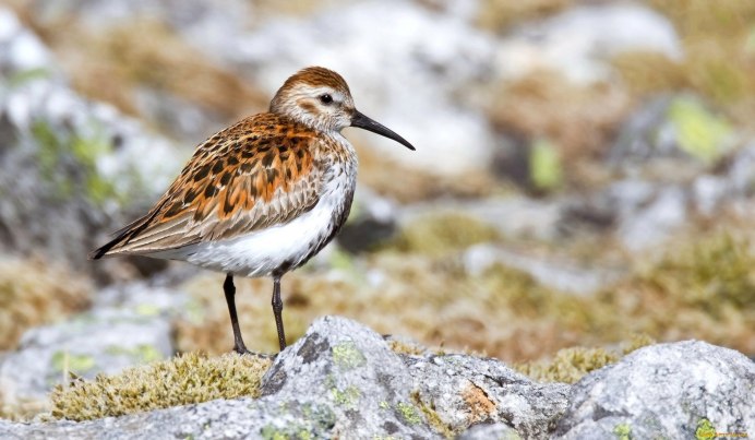 Кулик веретенник