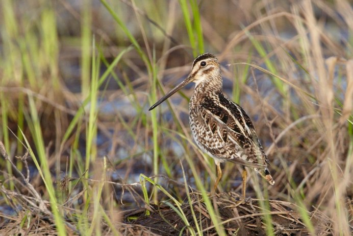 Бекасовые семейство