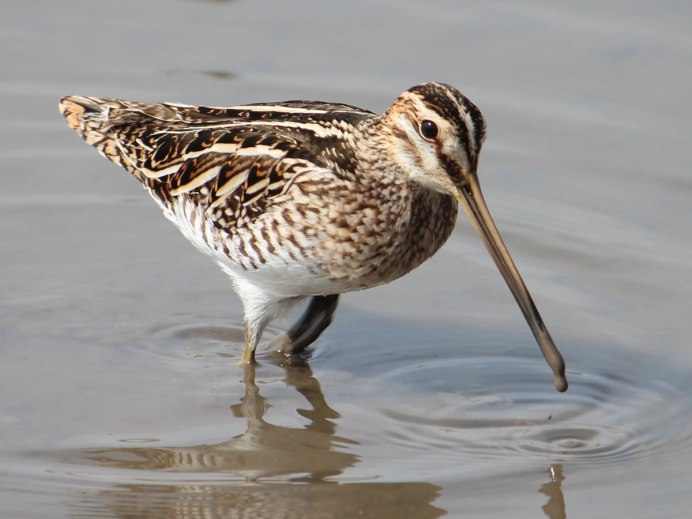 Азиатский бекасовидный веретенник