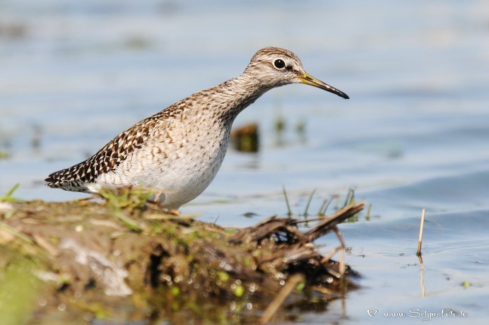 Тонкоклювый кроншнеп