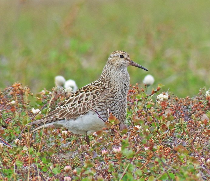 Бекас Кулик птица
