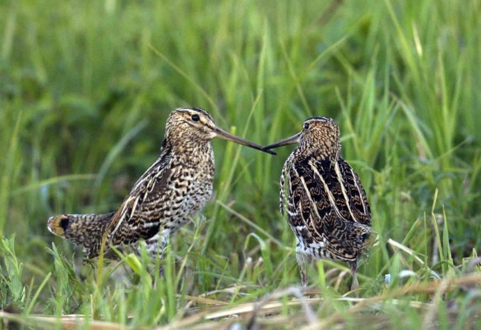 Дупель Gallinago Media
