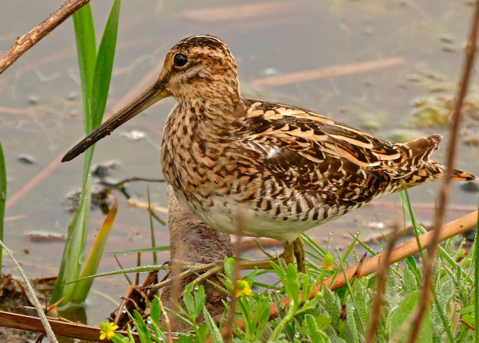 Кулик чернозобик