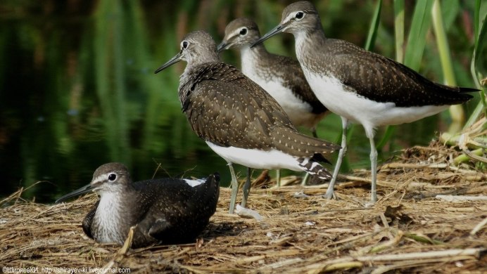 Кулик песочник птица