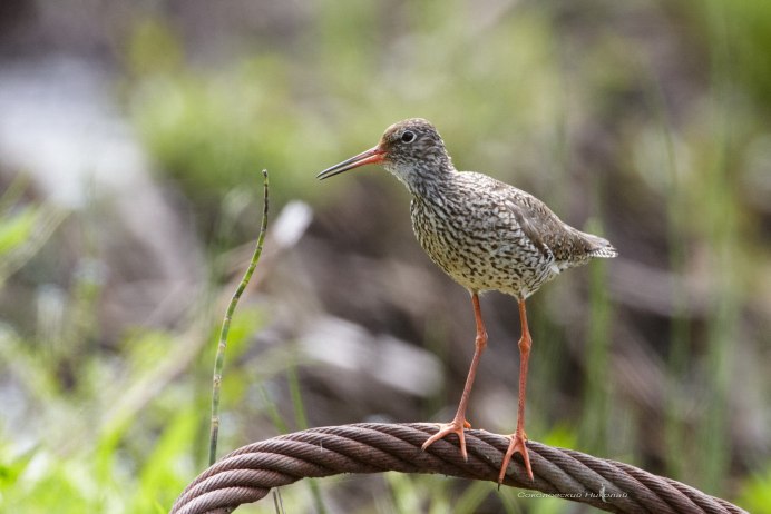 Бекасовые разнообразие