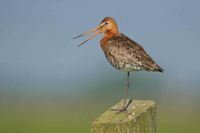 Кроншнеп-серпонос птица