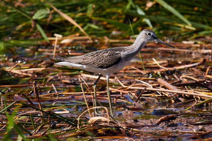 Grey-tailed Tattler