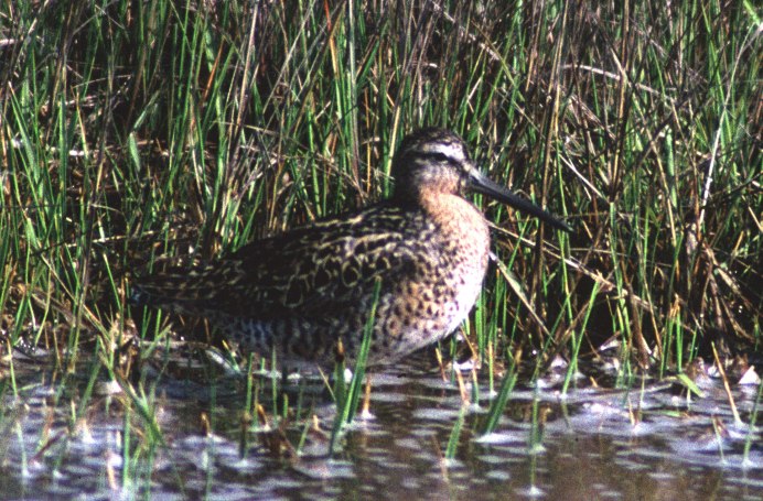 The common Snipe (Gallinago Gallinago)