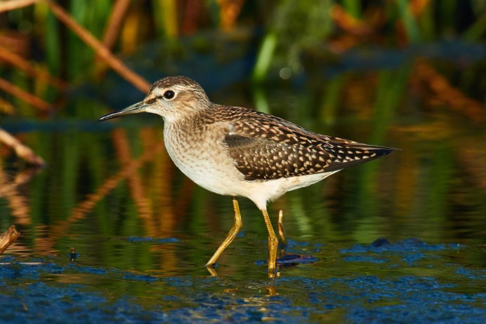 Средний кроншнеп