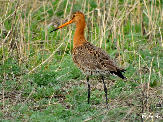 Желтоногий улит