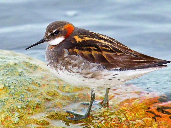 Черныш Tringa ochropus