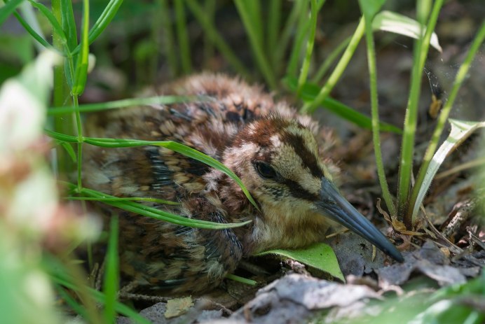 Шилонос и кроншнеп-серпонос