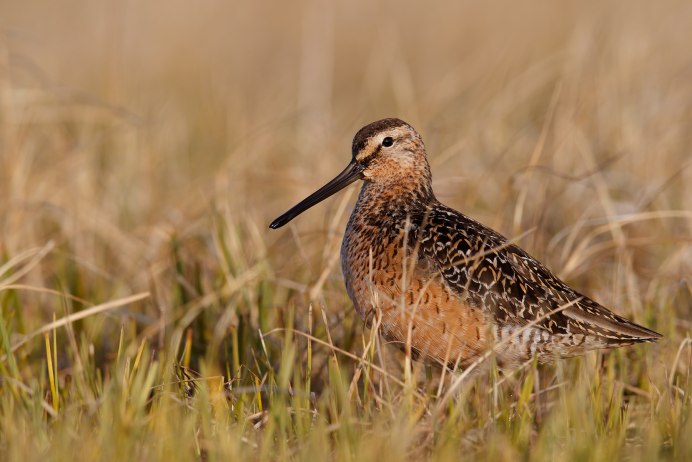 Средний кроншнеп птица
