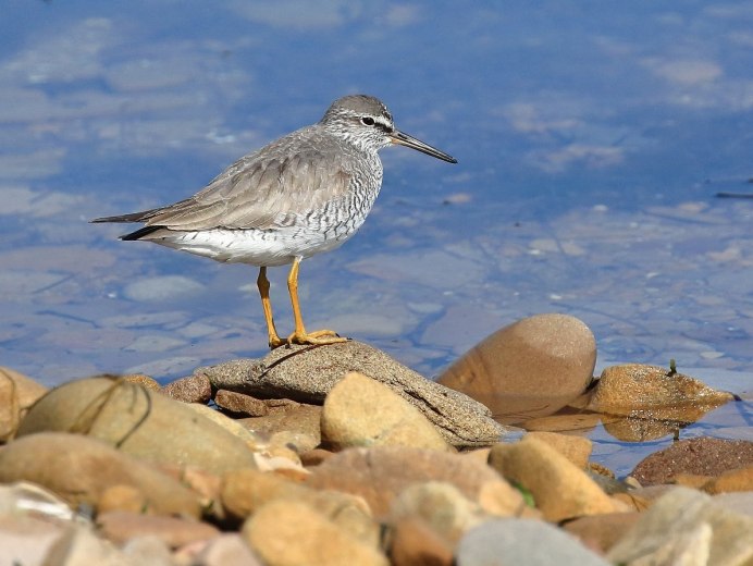 Calidris melanotos