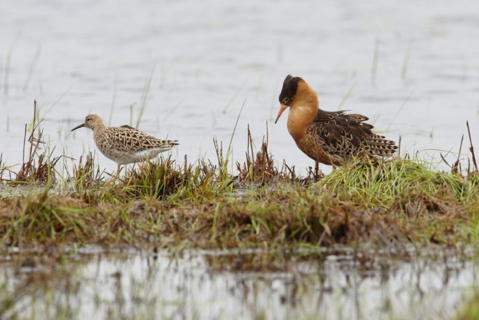 Кроншнепы, бекасы,