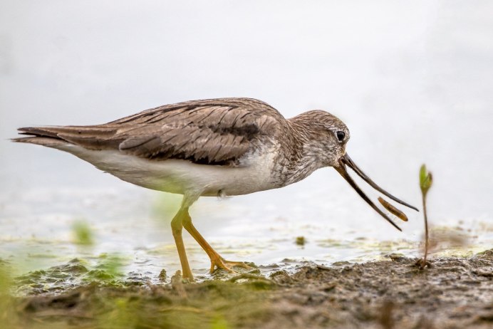 Список птиц Киргизии