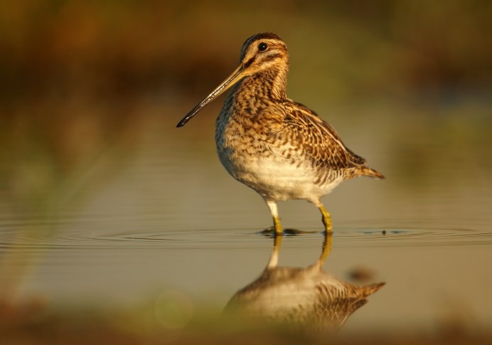 Песочник краснозобик полет