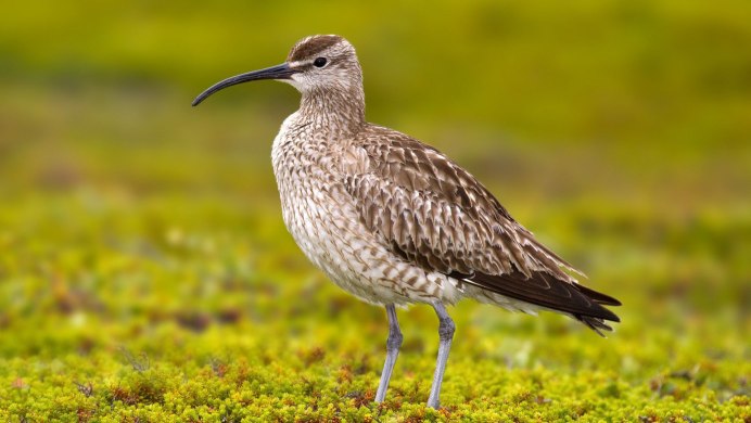 Бекасик песочник