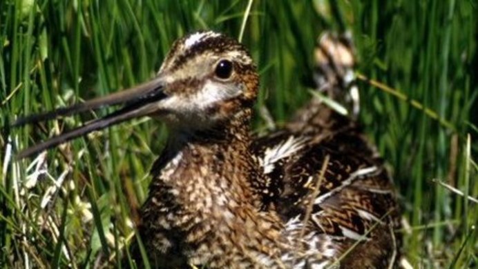 Сибирский кроншнеп-Малютка