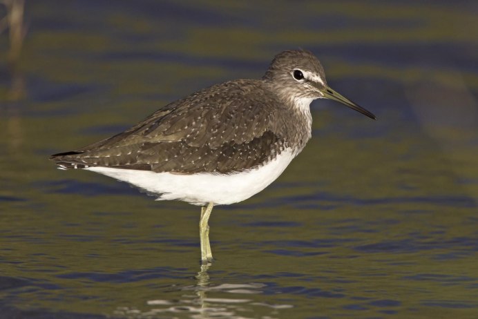 Кулик большой веретенник