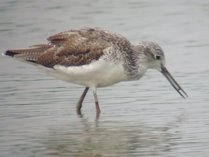 Дупель (Gallinago Media (Latham, 1787))