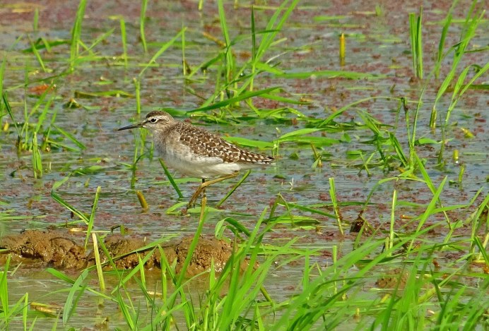 Дутыш (Calidris melanotos)