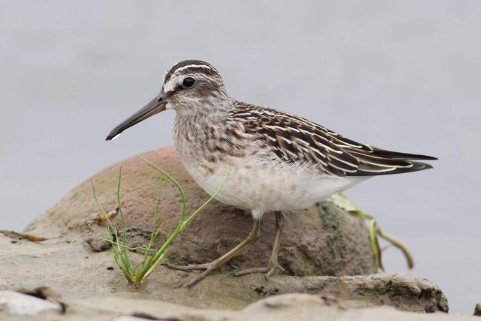 Кулик песочник Песчанка