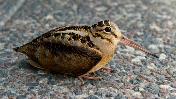 Woodcock птенец