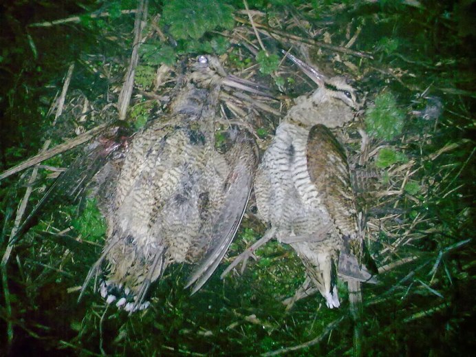 Gallinago Gallinago