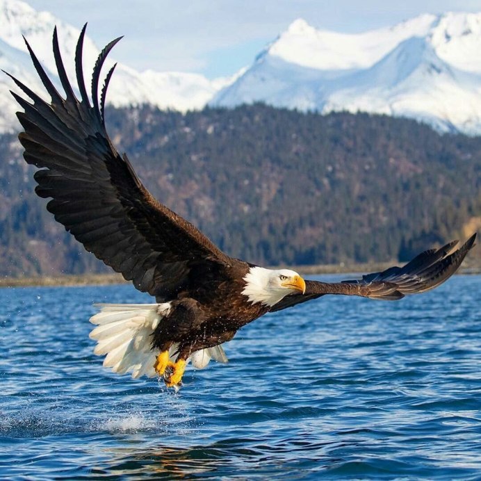 Белоголовый Орлан анфас