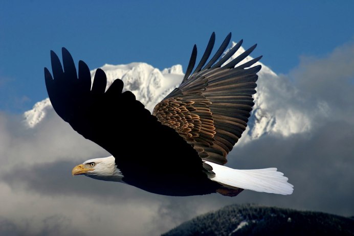 Орел Беркут