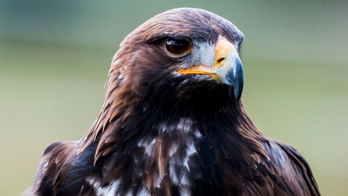 Красивый Орел