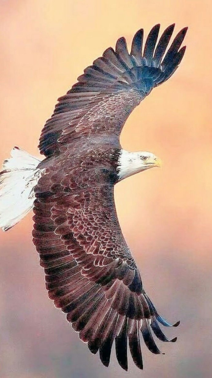 "Белоголовый Орлан"