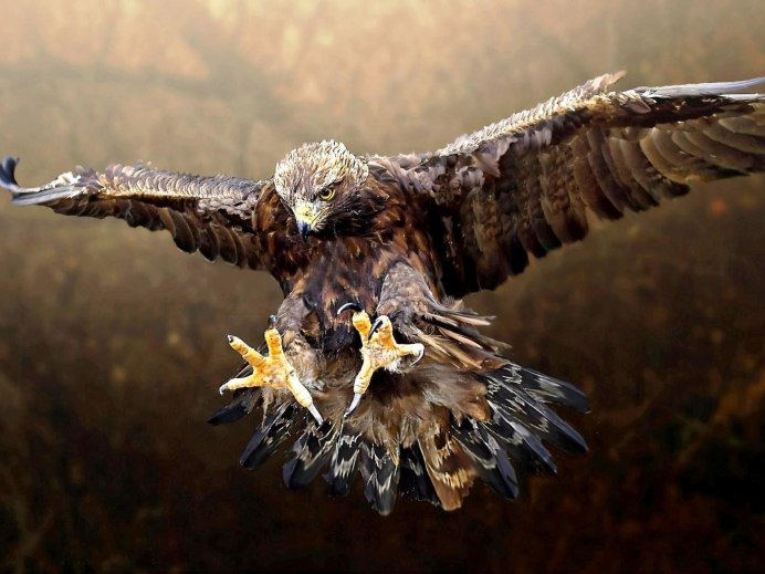 Белоголовый Орлан Канада