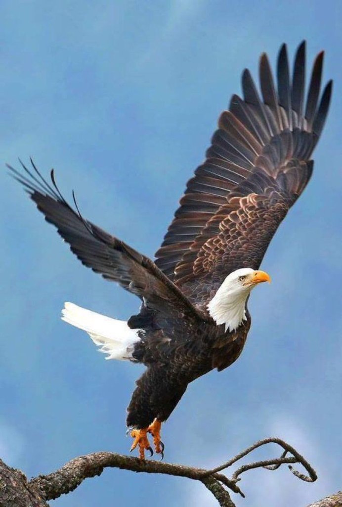 Белоголовый Орлан Камчатка