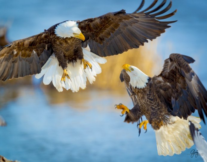 Лунь канюк тетеревятник