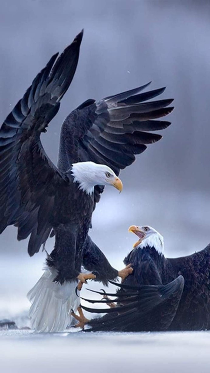 Горный Орлан