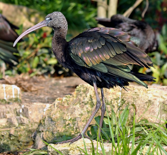 Каравайка (Plegadis falcinellus)